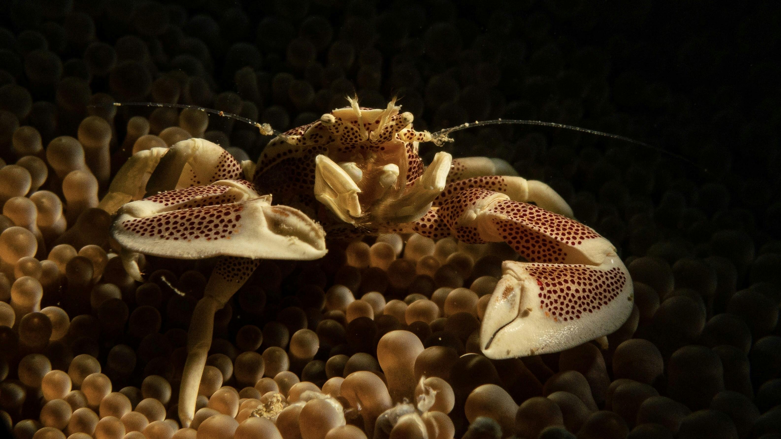 Anemone Crab in the Baring Marine Sanctuary, Lapu-Lapu City