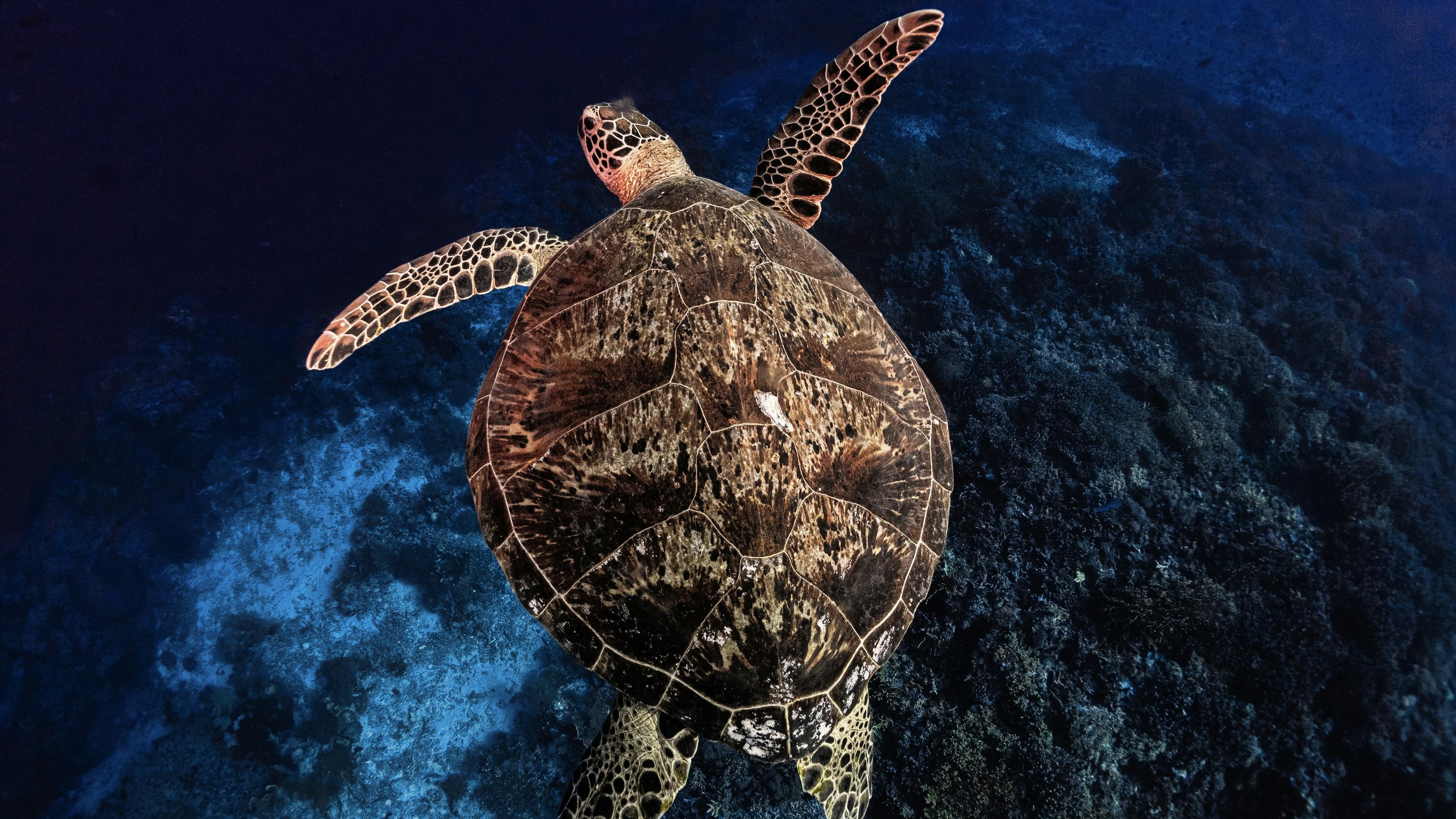 Huge Green Sea Turtle of the Coast of Camotes Islands