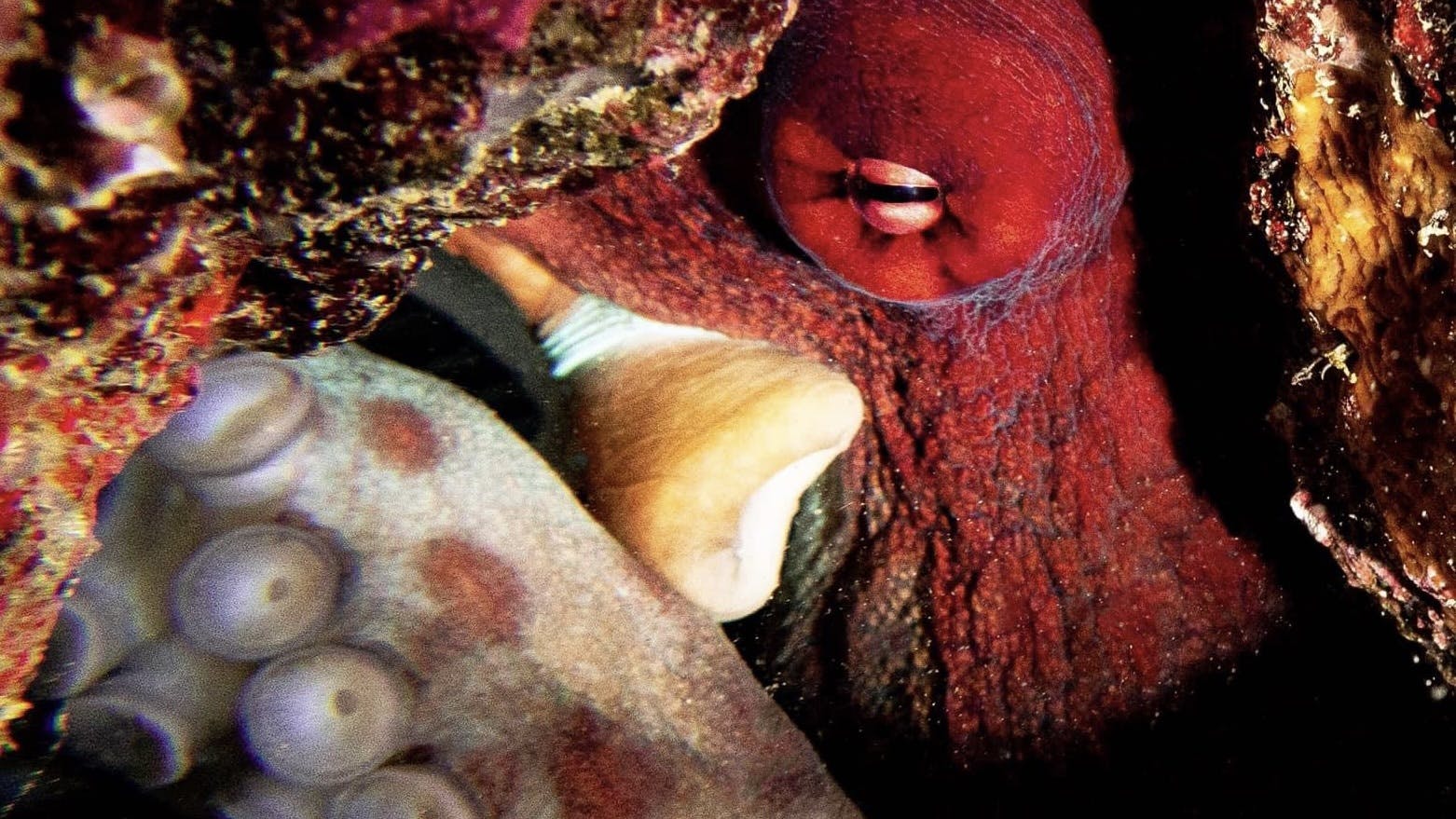 Octopus in Nalusuan Marine Sanctuary Cebu
