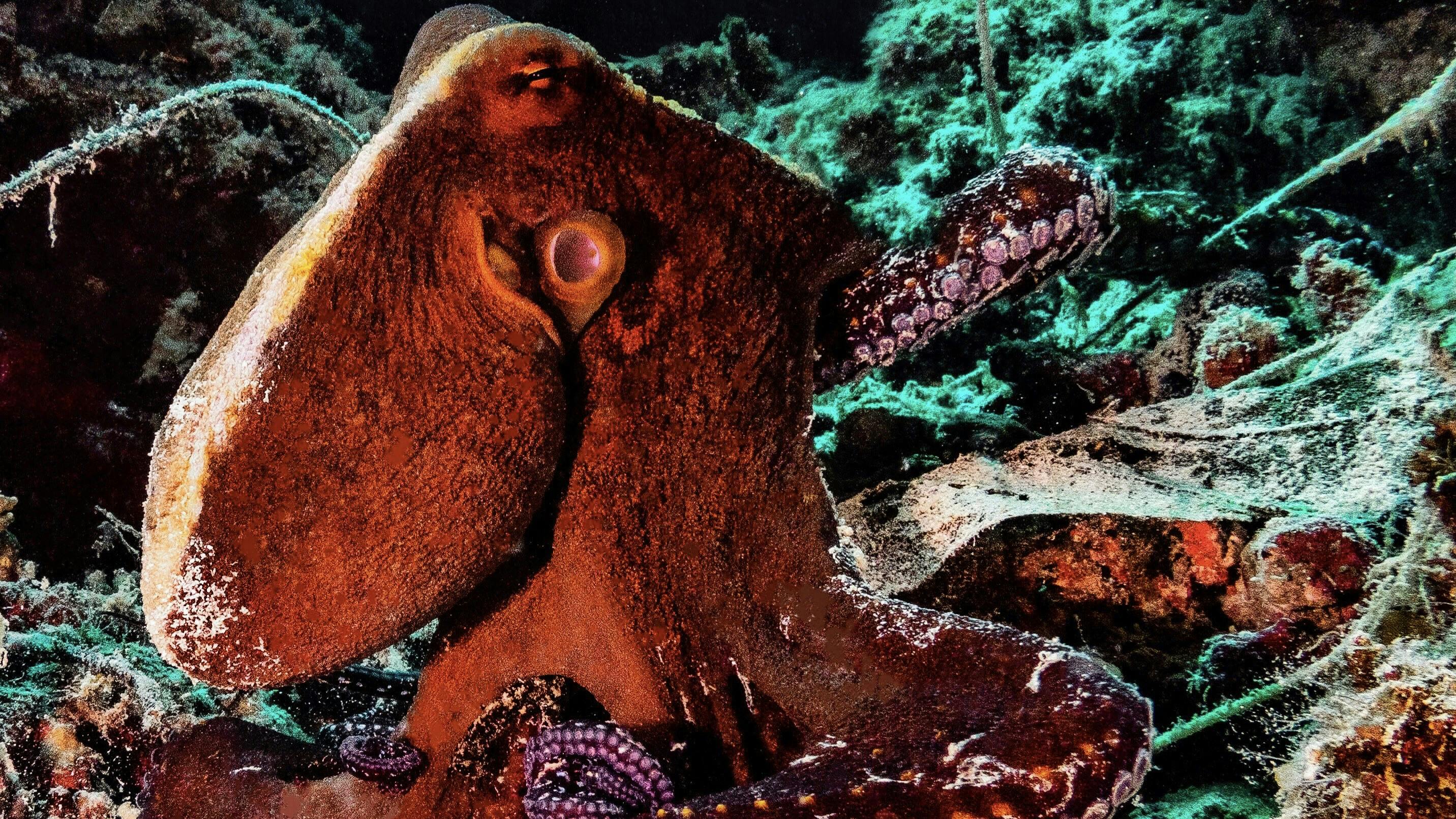 Octopus on the Reef at Kontiki