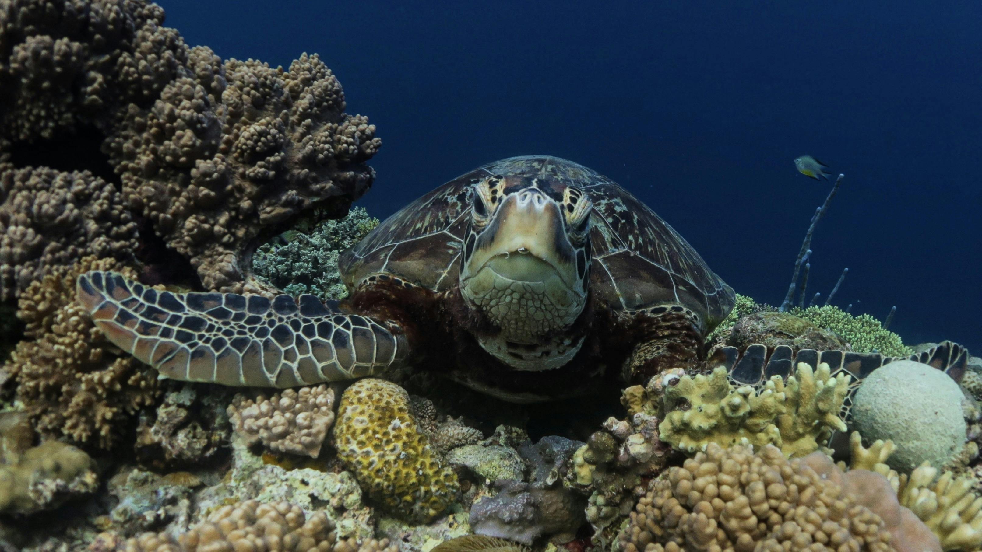 Green Sea Turtle on Drop off in Cabilao Island