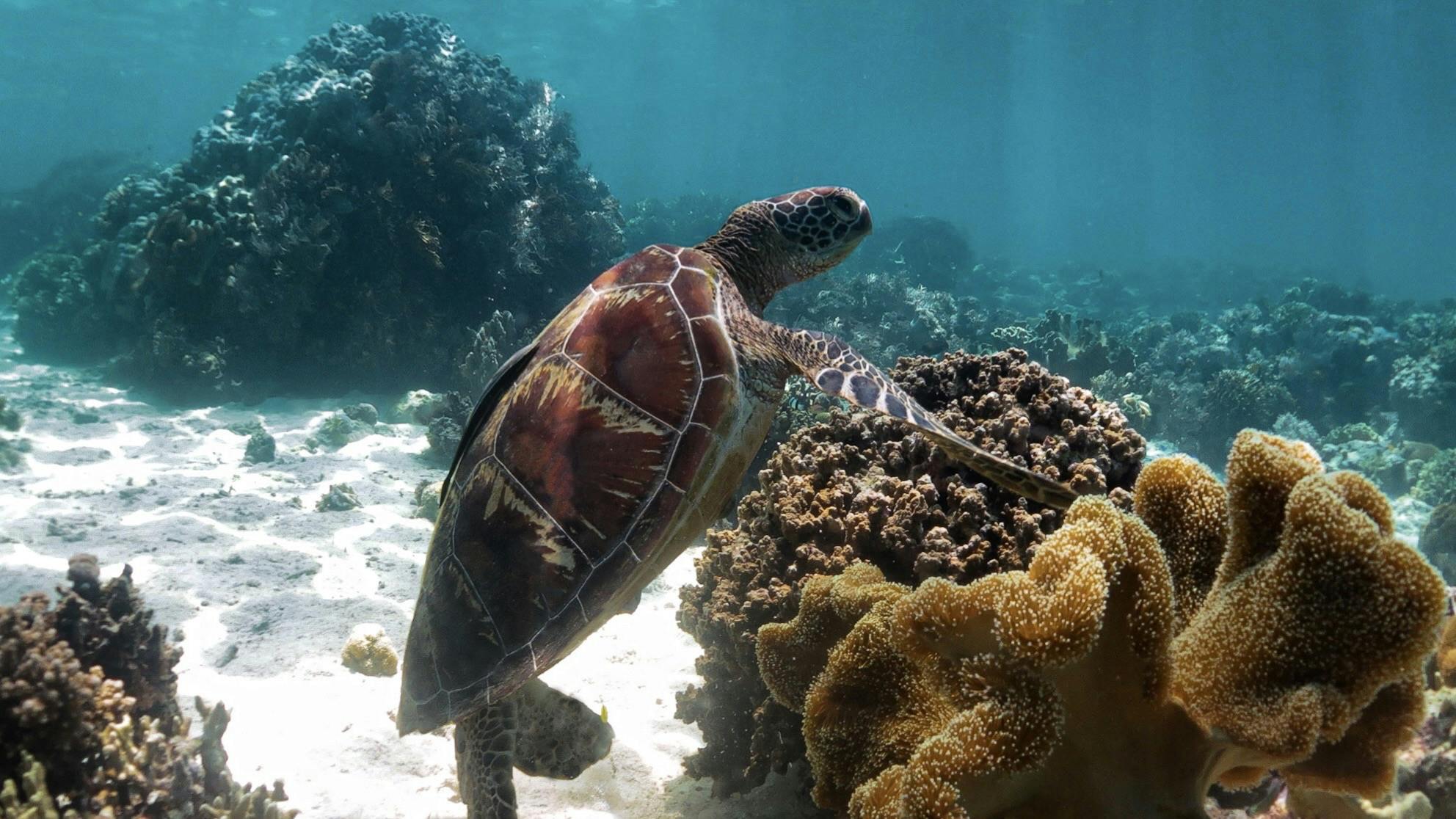 Green Sea Turtle at Nalusuan Marine Sanctuary